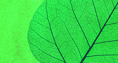 Sustainable Focus-1